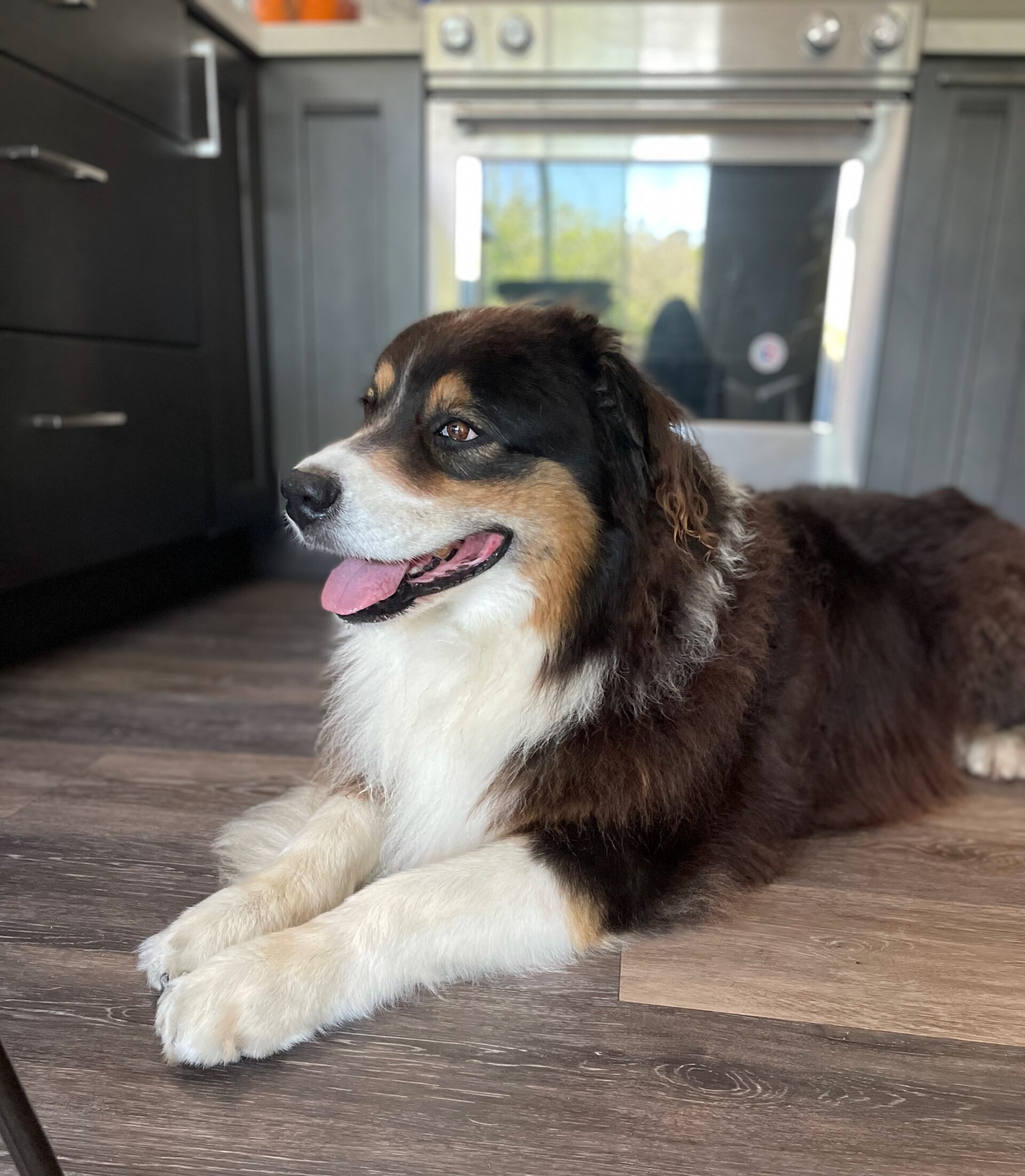 chucko waiting by the oven for treats
