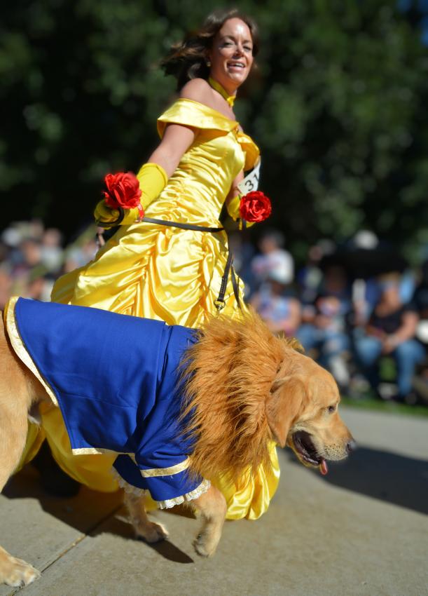 beauty belle and the beast halloween dog costume